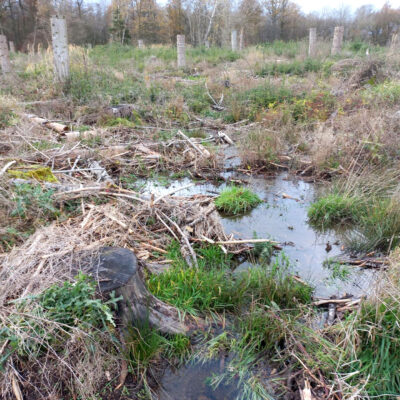 Das Gewässer breitet sich nun frei in der ehemaligen Waldfläche aus