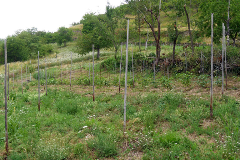 Foto eines vielfältig strukturierten Hangs mit Terrassen, Trockenmauern und Gehölzen