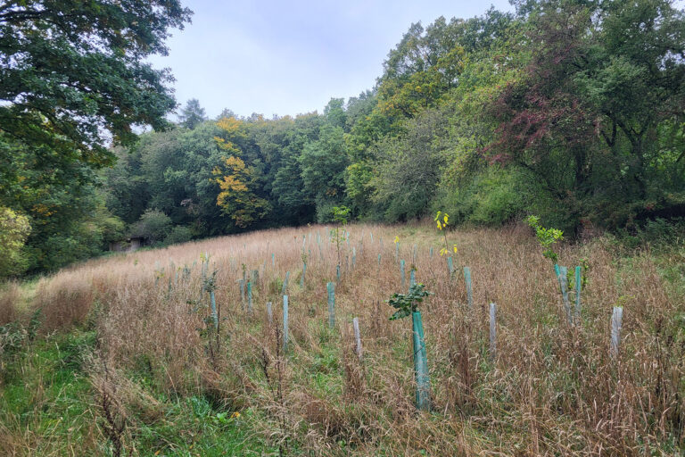 Bild mit jungen Bäumen auf einer Wiese, umgeben von Wald
