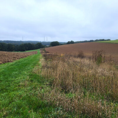 Bild eines Schutzstreifens im Ackerland bei Schnorbach (Hunsrück)