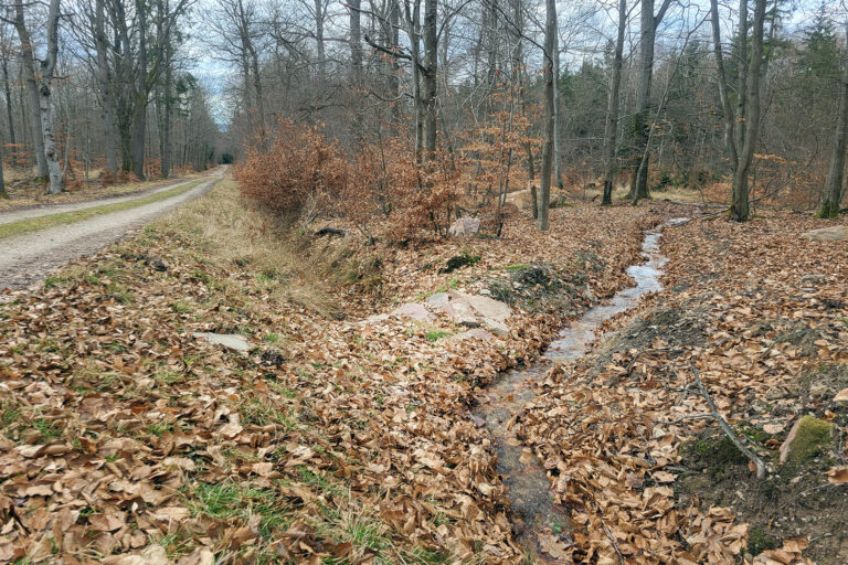 Foto eines Grabenverschluss eines Entwässerungsgrabens im Wald mittels Erdplombe und Bruchstein