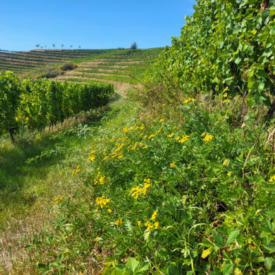 Foto der begrünten Böschungen in den querterrassierten Weinbergen am wallhäuser Johannisberg (© Eckes 2025)