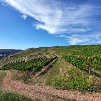 Foto der querterrassierten Weinberge bei Wallhausen