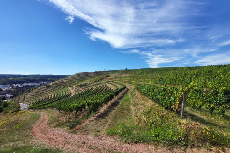 Foto der querterrassierten Weinberge bei Wallhausen