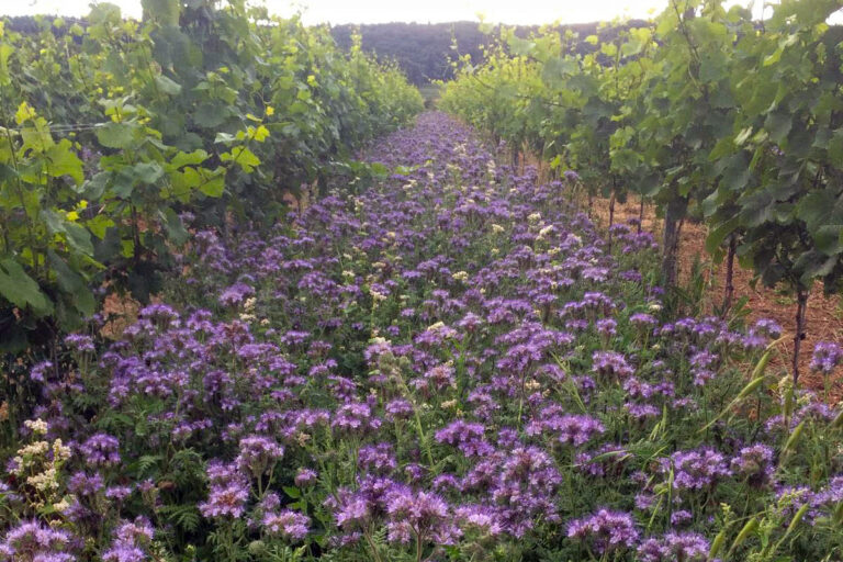 Foto einer blühenden Weinbergszeile (u.a. mit Phacelia)