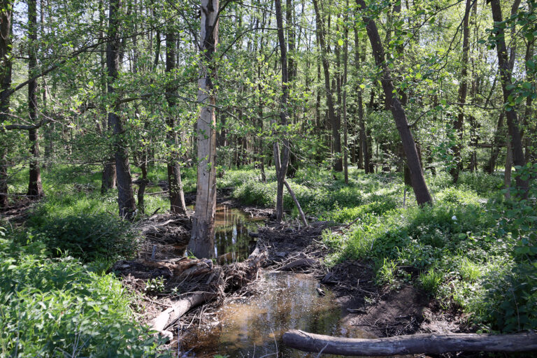 Renaturierter Auwald am Guldenbach
