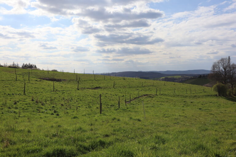 Blick auf einen Agroforst der Bannmühle (Odernheim am Glan) mit Swales - Gräben zur flächigen Umverteilung von Niederschlagswasser.