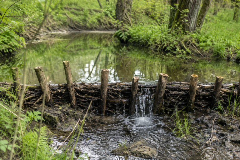 Künstliche Biberdämme