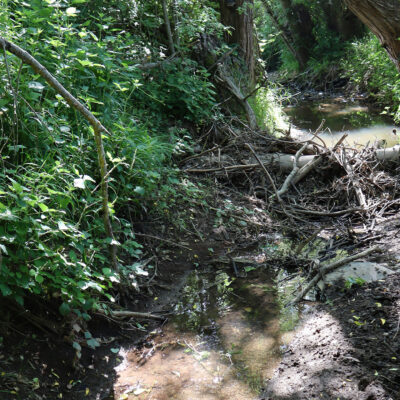 An mehreren Stellen wurden Bäume quer in den Bach gefällt und als Totholzstrukturen im Gewässer belassen.