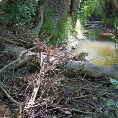Der quer zum Bach verlaufende Totholzstamm fängt Schwemmgut ab und staut das Wasser bei höheren Abflüssen