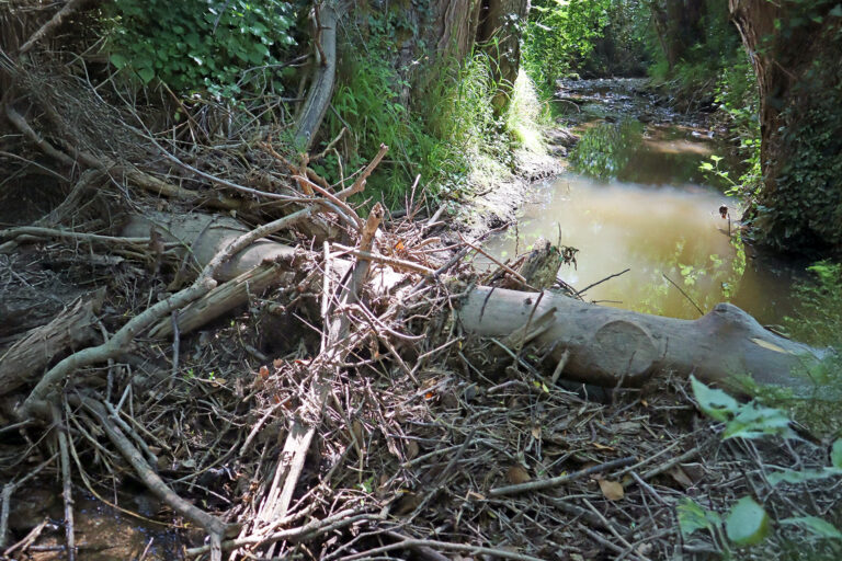 Der quer zum Bach verlaufende Totholzstamm fängt Schwemmgut ab und staut das Wasser bei höheren Abflüssen