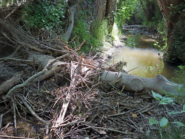 Der quer zum Bach verlaufende Totholzstamm fängt Schwemmgut ab und staut das Wasser bei höheren Abflüssen