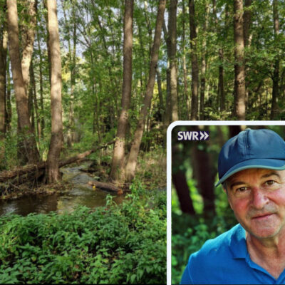 Ausschnitt des SWR-Beitrags mit Foto des Auwalds am Guldenbach