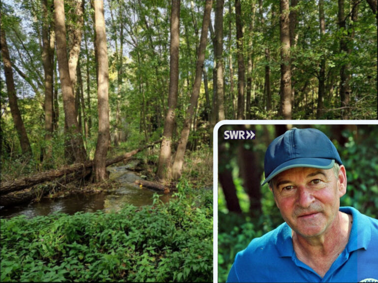 Ausschnitt des SWR-Beitrags mit Foto des Auwalds am Guldenbach