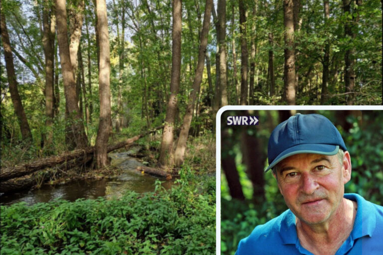 Ausschnitt des SWR-Beitrags mit Foto des Auwalds am Guldenbach