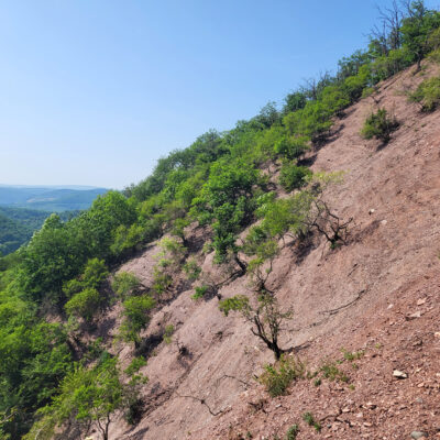 Blick auf den gehölzlosen, erosionsgefährdeten Meckenbacher Hang